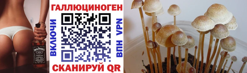 Псилоцибиновые грибы Psilocybe  цена   MEGA вход  Майкоп 