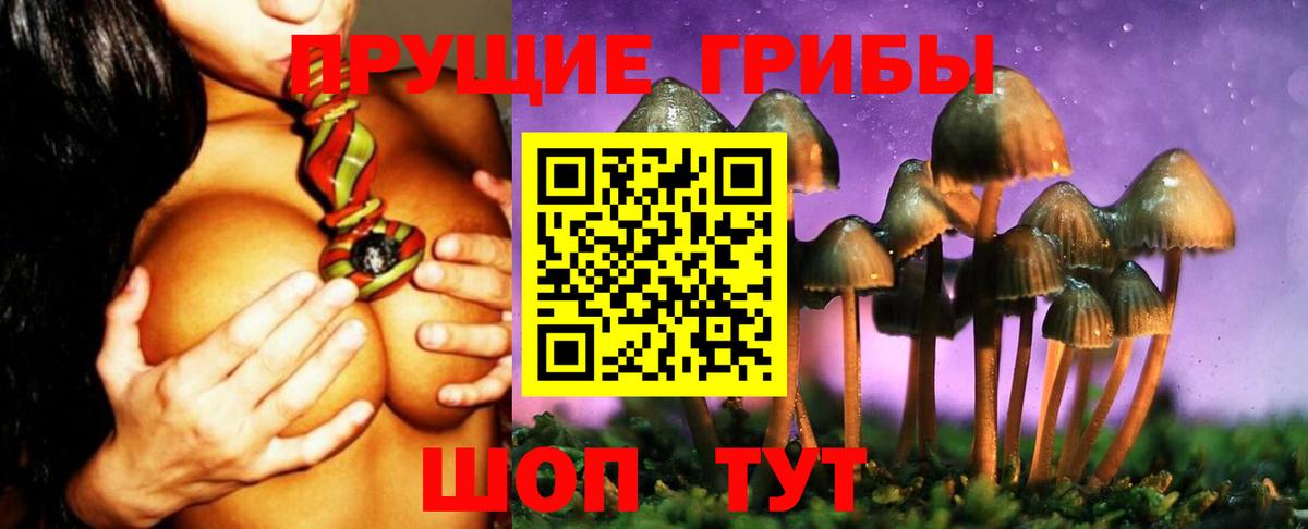 Майкоп  где купить наркоту  Вход с VPN  Псилоцибиновые грибы мицелий 